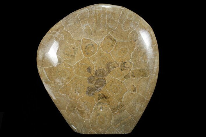 Free-Standing Polished Fossil Coral (Actinocyathus) Display #69357